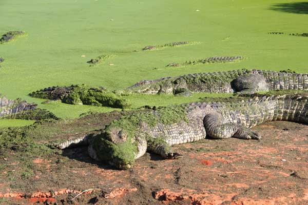 Salzwasserkrokodil